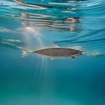 Mid-Century Modernist Sterling Ochthus Fish Pin by BEAU